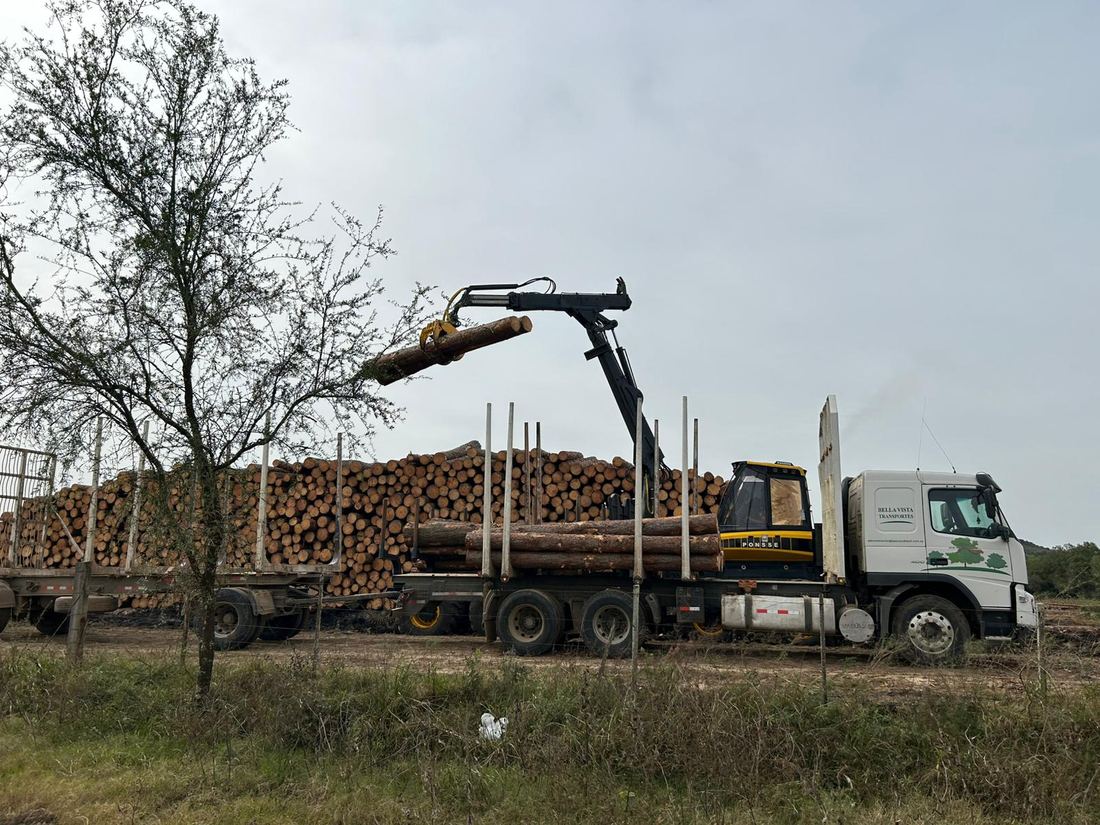 Carga y transporte forestal de madera en Uruguay